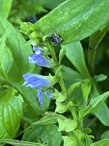 Scutellaria lateriflora (side-flowering skullcap) (alternate view 2)