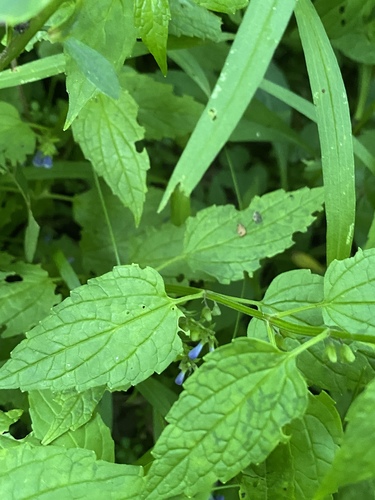 Scutellaria lateriflora (side-flowering skullcap) (alternate view 3)