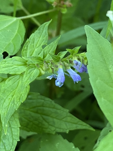 Scutellaria lateriflora (side-flowering skullcap)