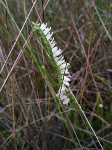 Spiranthes (Ladies'-tresses)