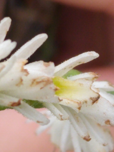 Spiranthes (Ladies'-tresses) (alternate view 2)