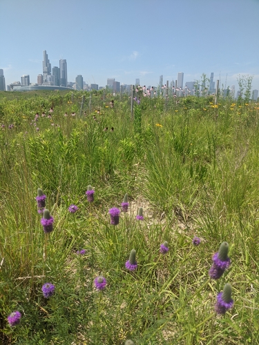 Dalea purpurea (purple prairie clover) (alternate view 4)