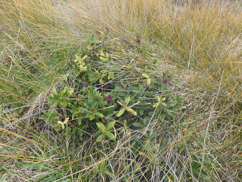 Veronica speciosa (New Zealand hebe)