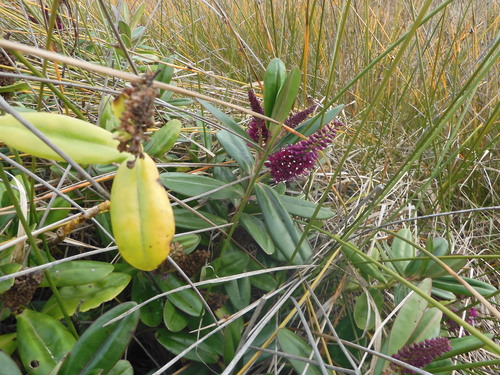 Veronica speciosa (New Zealand hebe)