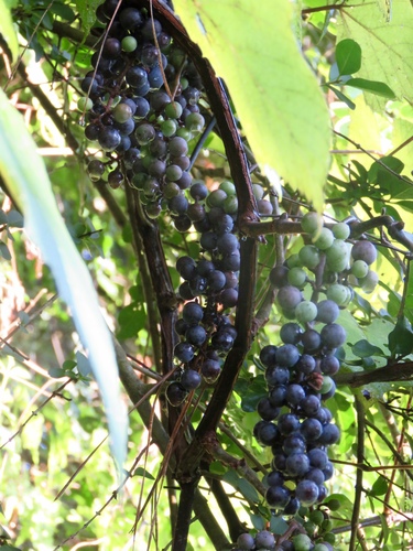 Vitis aestivalis (summer grape)