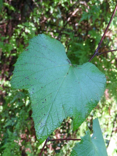 Vitis aestivalis (summer grape) (alternate view 2)