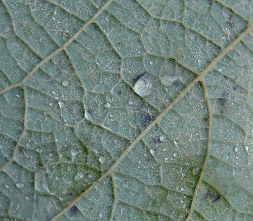 Vitis aestivalis (summer grape) (alternate view 3)
