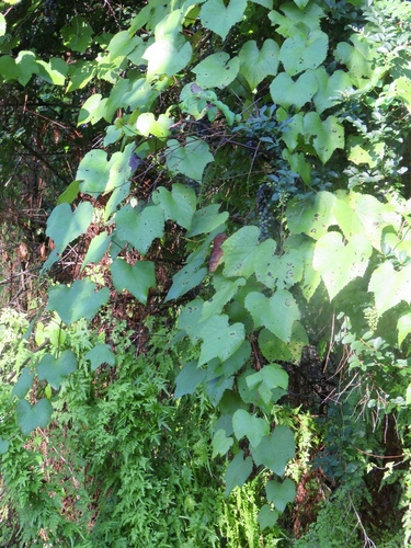 Vitis aestivalis (summer grape) (alternate view 4)