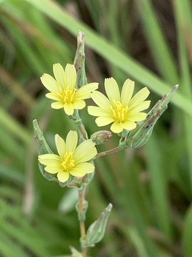 Lactuca serriola (prickly lettuce)