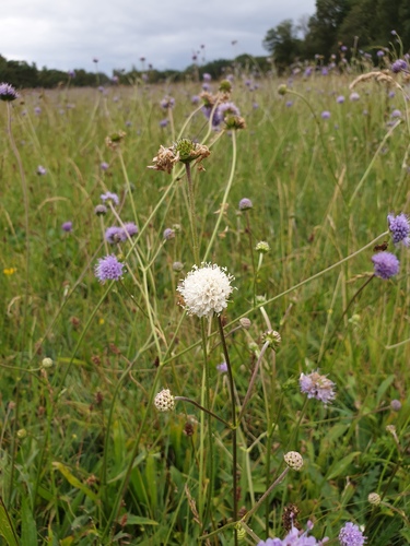 Succisa pratensis (Devil's-bit Scabious)