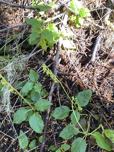 Orthilia secunda (one-sided wintergreen)