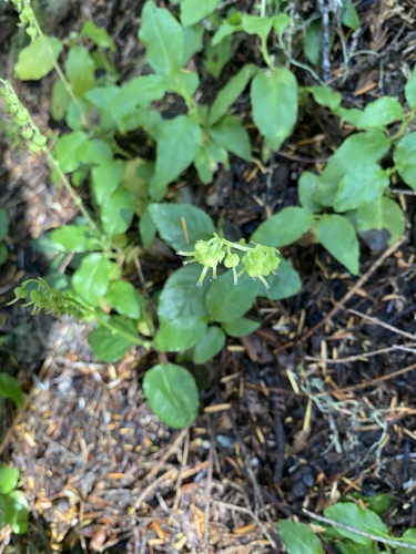 Orthilia secunda (one-sided wintergreen)