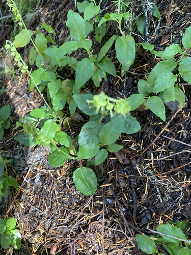 Orthilia secunda (one-sided wintergreen)