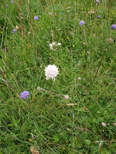 Succisa pratensis (Devil's-bit Scabious)