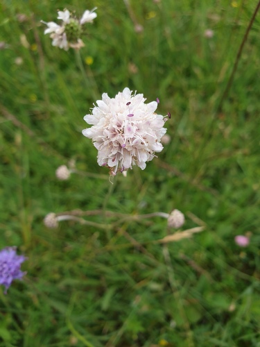 Succisa pratensis (Devil's-bit Scabious)
