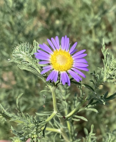 Machaeranthera tanacetifolia (Tahoka daisy) (alternate view 7)