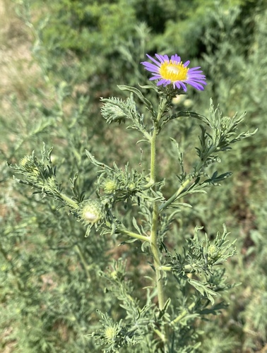 Machaeranthera tanacetifolia (Tahoka daisy) (alternate view 8)