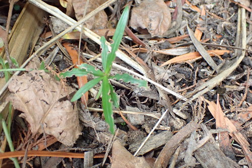 Podocarpus macrophyllus (Buddhist pine) (alternate view 8)