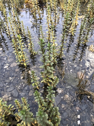 Lysimachia maritima (Sea Milkwort)