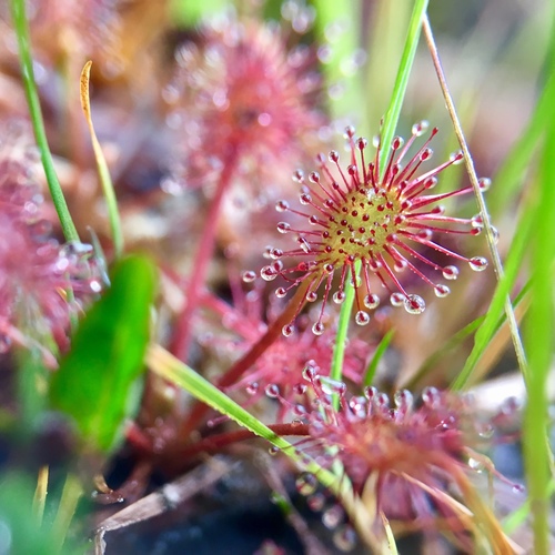 Drosera intermedia (spoonleaf sundew)