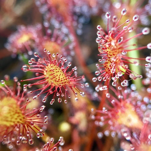 Drosera intermedia (spoonleaf sundew)