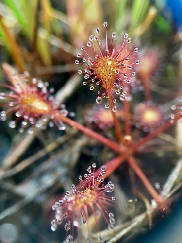 Drosera intermedia (spoonleaf sundew)
