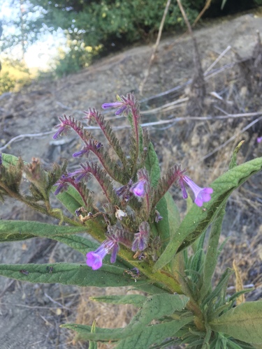 Eriodictyon (yerba santa) (alternate view 2)