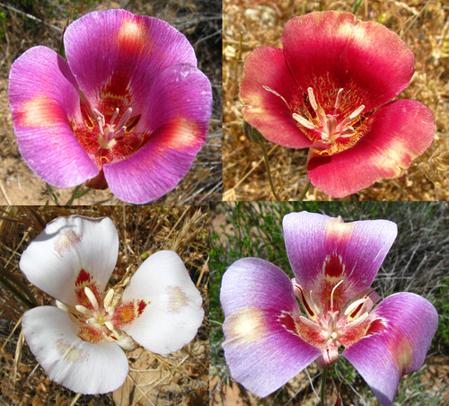 Calochortus venustus (Butterfly Mariposa Lily)