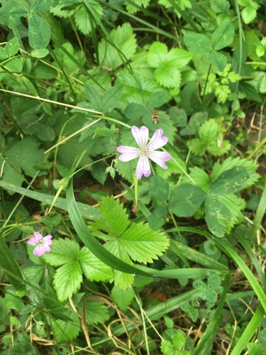 Geranium nodosum (alternate view 4)
