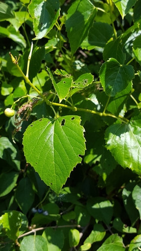 Ampelopsis cordata (heart leaf peppervine) (alternate view 4)