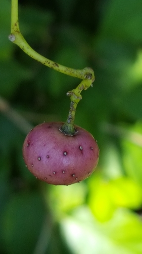 Ampelopsis cordata (heart leaf peppervine) (alternate view 5)