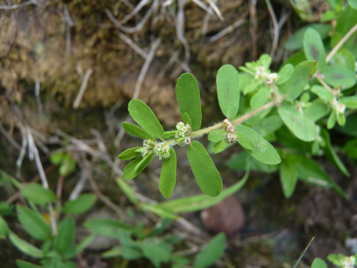 Euphorbia maculata (Spotted spurge)