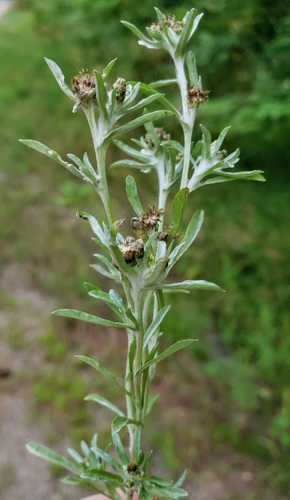 Gnaphalium uliginosum (marsh cudweed)