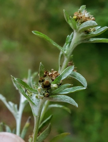 Gnaphalium uliginosum (marsh cudweed)