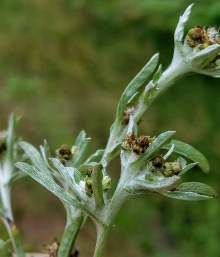 Gnaphalium uliginosum (marsh cudweed)