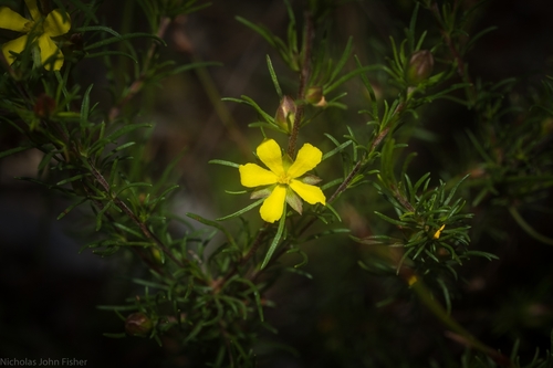 Hibbertia fasciculata (bundled hibbertia) (alternate view 5)