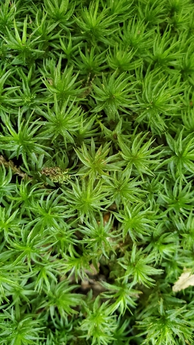 Atrichum (Smoothcap Mosses) (alternate view 5)