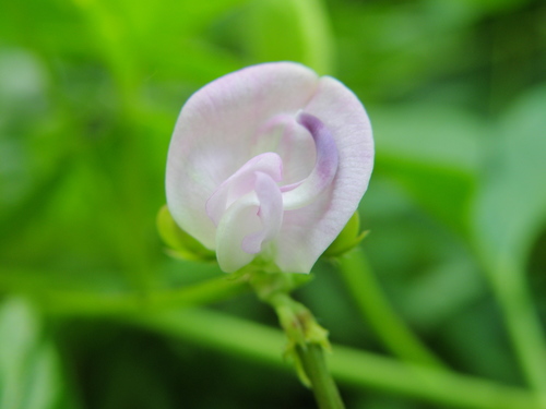 Strophostyles helvola (trailing fuzzy-bean)