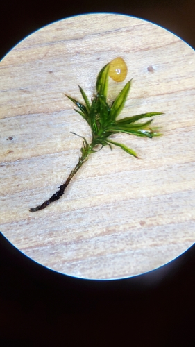 Atrichum (Smoothcap Mosses) (alternate view 6)
