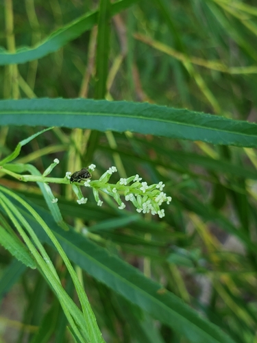 Salix interior (interior sandbar willow) (alternate view 2)