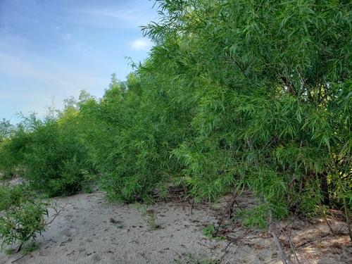 Salix interior (interior sandbar willow) (alternate view 4)