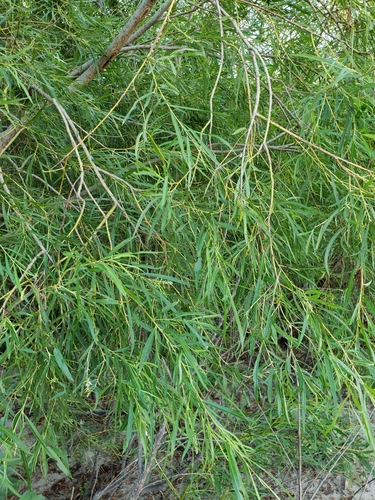 Salix interior (interior sandbar willow) (alternate view 5)