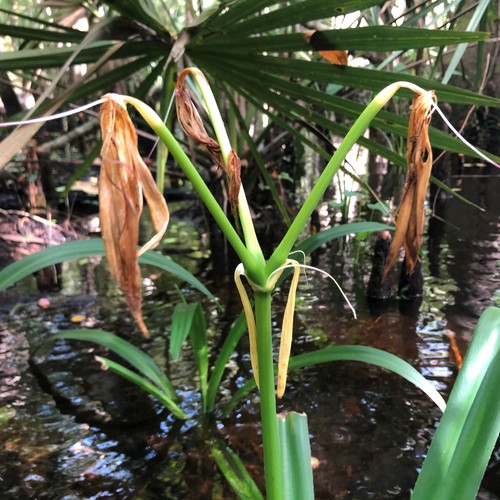 Crinum americanum (Southern Swamp Crinum) (alternate view 4)
