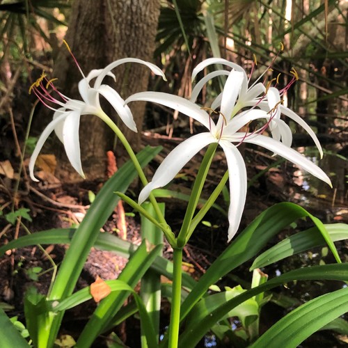 Crinum americanum (Southern Swamp Crinum) (alternate view 3)