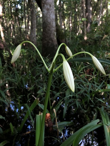 Crinum americanum (Southern Swamp Crinum) (alternate view 2)
