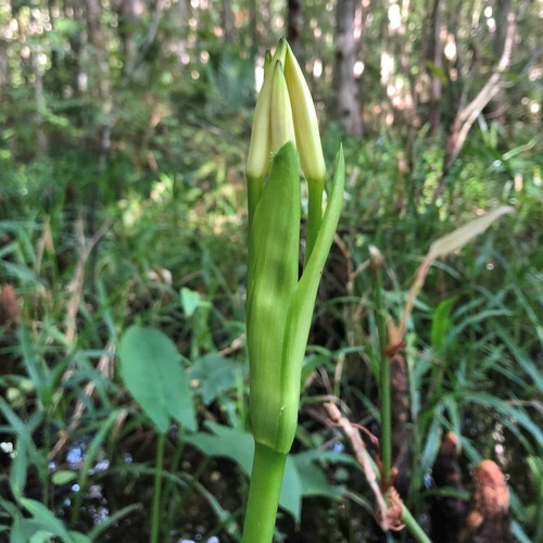 Crinum americanum (Southern Swamp Crinum)