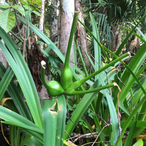 Crinum americanum (Southern Swamp Crinum) (alternate view 5)