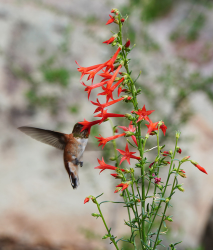 Ipomopsis aggregata (Scarlet Gilia) (alternate view 6)