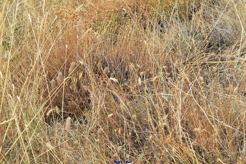 Santolina rosmarinifolia (Green Lavender Cotton)