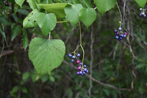 Ampelopsis cordata (heart leaf peppervine) (alternate view 2)